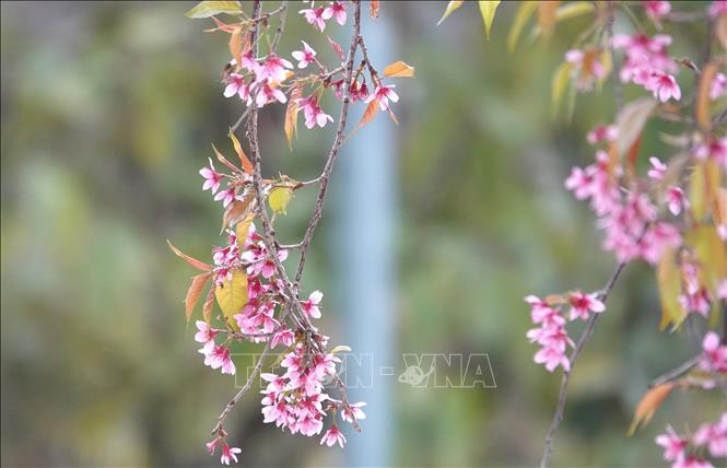Wild peach-blossom show off their brilliant colours to create a beautiful snapshot of nature in Mu Cang Chai district, Yen Bai province,. VNA Photo: Tuấn Anh