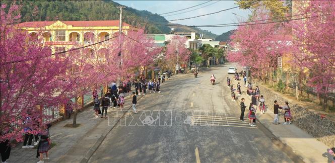 Wild peach-blossom show off their brilliant colours to create a beautiful snapshot of nature in Mu Cang Chai district, Yen Bai province,. VNA Photo: Tuấn Anh