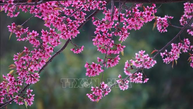 Wild peach-blossom show off their brilliant colours to create a beautiful snapshot of nature in Mu Cang Chai district, Yen Bai province,. VNA Photo: Tuấn Anh
