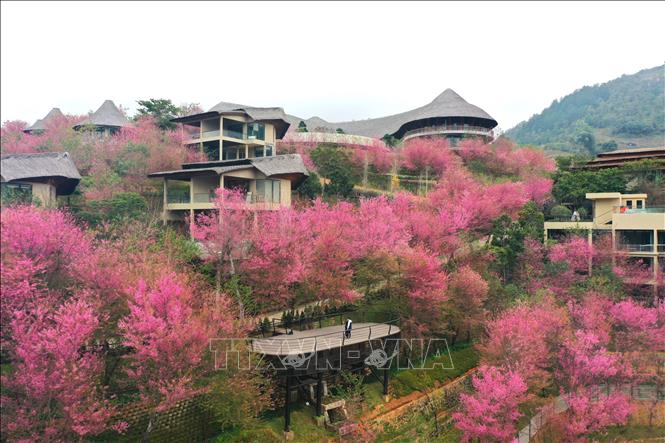 Wild peach-blossom show off their brilliant colours to create a beautiful snapshot of nature in Mu Cang Chai district, Yen Bai province,. VNA Photo: Tuấn Anh