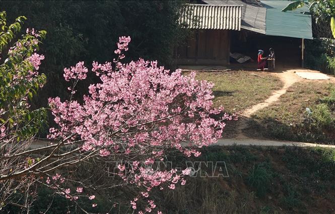 Wild peach-blossom show off their brilliant colours to create a beautiful snapshot of nature in Mu Cang Chai district, Yen Bai province,. VNA Photo: Tuấn Anh