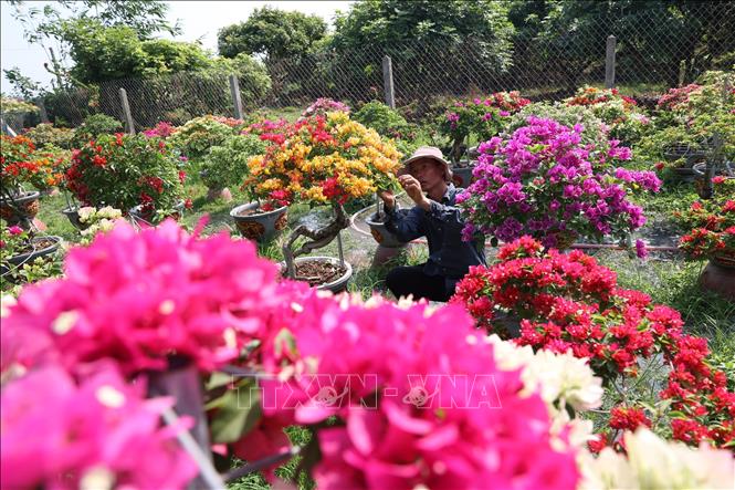 Anh Võ Ngọc Khánh tạo tán, chăm sóc vườn hoa giấy ngũ sắc của gia đình. Ảnh: Thanh Tân - TTXVN