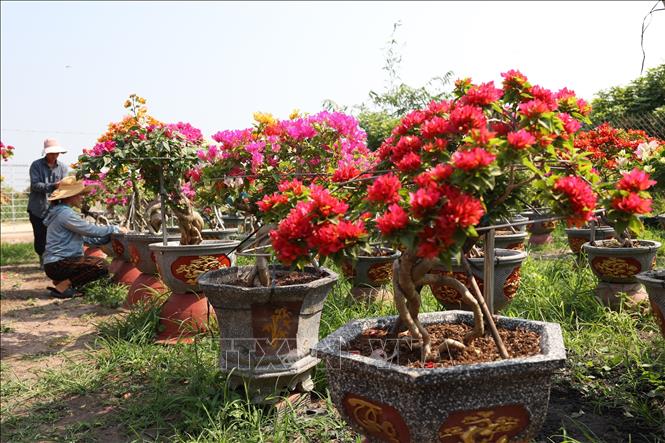 Vợ chồng anh Võ Ngọc Khánh chăm sóc vườn hoa giấy ngũ sắc trong những ngày đầu xuân. Ảnh: Thanh Tân - TTXVN