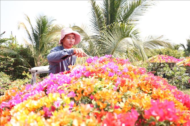Anh Võ Ngọc Khánh chăm sóc cây hoa giấy ngũ sắc được tạo tán lớn có giá trị cao. Ảnh: Thanh Tân - TTXVN