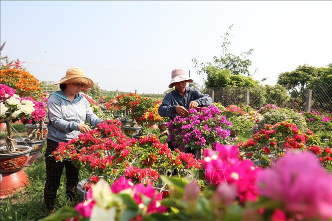 Vợ chồng anh Võ Ngọc Khánh chăm sóc vườn hoa giấy ngũ sắc trong những ngày đầu xuân. Ảnh: Thanh Tân - TTXVN