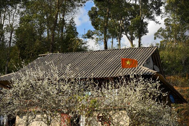 Hoa mận bung nở bên những nếp nhà sàn của người dân tộc Thái. Ảnh: Xuân Tư – TTXVN