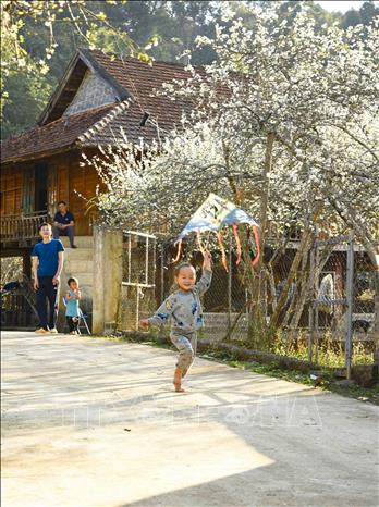 Con đường trong bản Phiêng Ban rợp sắc trắng muốt của hoa mận. Ảnh: Xuân Tư – TTXVN