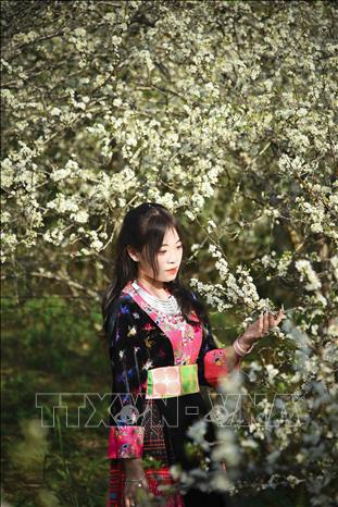 Thiếu nữ H'Mông giữa vườn hoa mận trắng ở Phiêng Ban. Ảnh: Xuân Tư – TTXVN