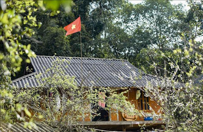 Hoa mận bung nở bên những nếp nhà sàn của người dân tộc Thái ở Phiêng Ban. Ảnh: Xuân Tư – TTXVN