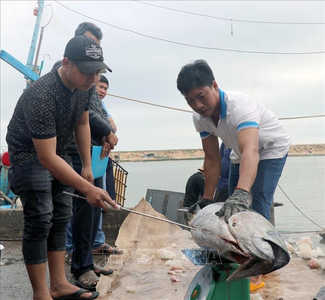 Ngư dân cân cá ngừ đại dương bán cho thương lái tại cảng cá Phú Lạc (thị xã Đông Hòa). Ảnh: Xuân Triệu - TTXVN