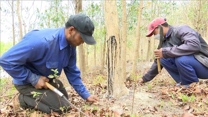 Người dân làng A Lao chăm sóc rừng trắc của mình. Ảnh: Hoài Nam - TTXVN