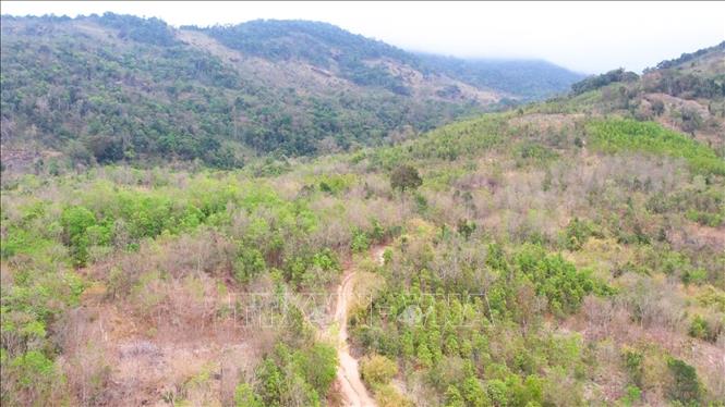 Rừng trắc ở Làng A Lao, xã Lơ Pang, huyện Mang Yang, tỉnh Gia Lai.  Ảnh: Hoài Nam - TTXVN