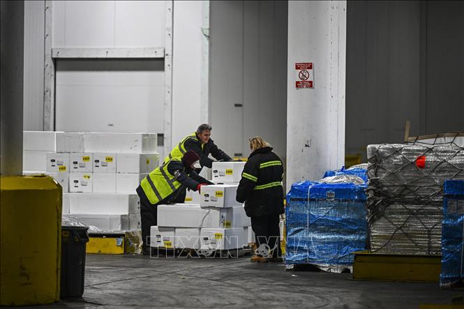 Nhân viên bốc dỡ các kiện hoa tươi tại Sân bay Quốc tế Miami (Mỹ) ngày 12/2/2024. Ảnh: AFP/TTXVN