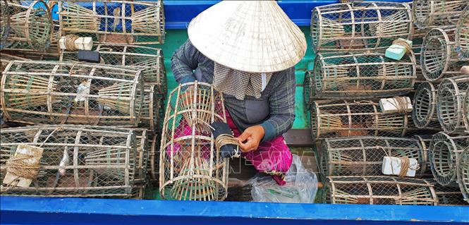 Người dân thường để cá vào lợp trước khi đặt xuống nước để bắt cua đá. Ảnh: Huỳnh Anh - TTXVN