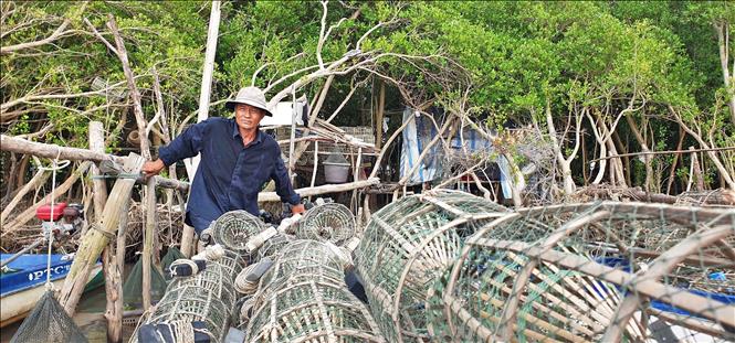 Ông Phan Văn Sồi tại xã Khánh Bình Tây (Trần Văn Thời, Cà Mau) chở lợp ra kè biển Tây để đặt cua đá. Ảnh: Huỳnh Anh - TTXVN