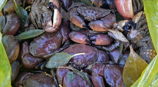 Cua đá là loại đặc sản rất được ưa chuộng trên thị trường. Ảnh: Huỳnh Anh - TTXVN