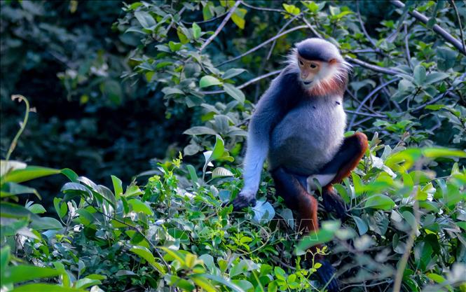 Red-shanked douc langurs are dubbed the “Queen of Primates”. VNA Photo: Văn Dũng