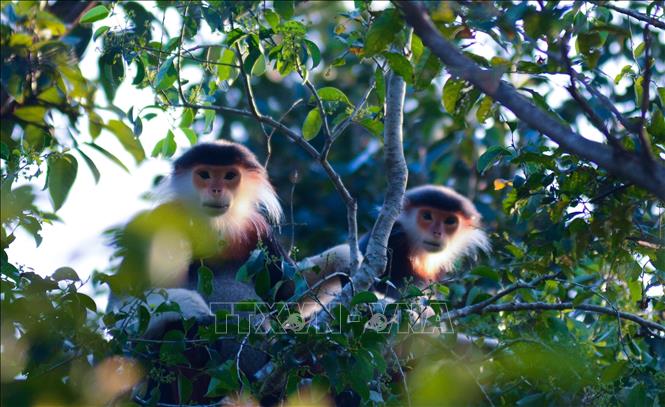 Red-shanked douc langurs live in families, known as the base herd, with a single male along with 2-3 adult females and their cubs. VNA Photo: Văn Dũng