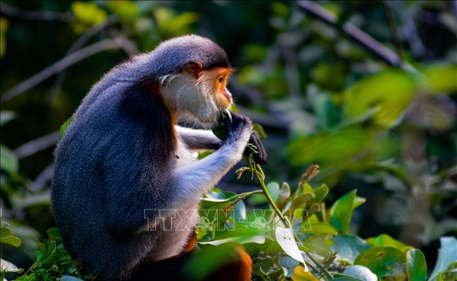 Red-shanked douc langurs seek food on the Than mat (Millettia ichthyochtona) trees. VNA Photo: Văn Dũng