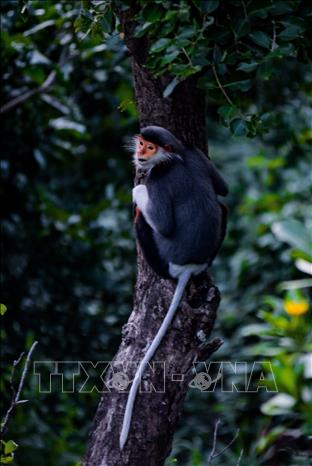 Red-shanked douc langurs seek food on the Than mat (Millettia ichthyochtona) trees. VNA Photo: Văn Dũng