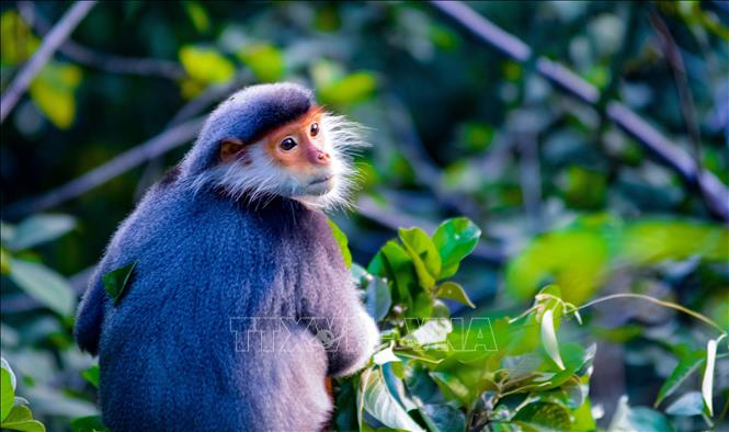 Red-shanked douc langur are dubbed as Queen of Primates. VNA Photo: Văn Dũng