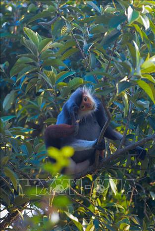 Red-shanked douc langur live mainly on trees. VNA Photo: Văn Dũng