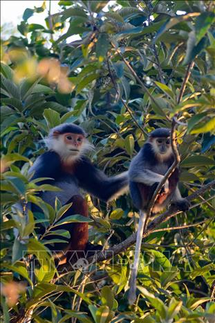 Red-shanked douc langur live mainly on trees. VNA Photo: Văn Dũng
