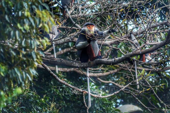 With a colourful body, red-shanked douc langurs are dubbed the Queen of Primates. VNA Photo: Văn Dũng