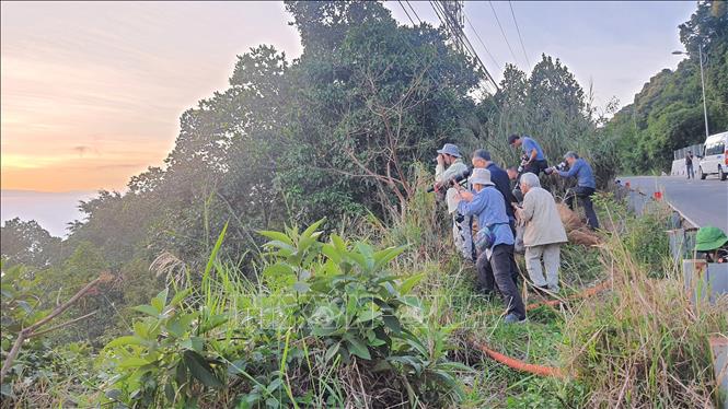 People can travel freely and see the animals near traffic routes at the Son Tra Nature Reserve. VNA Photo: Văn Dũng