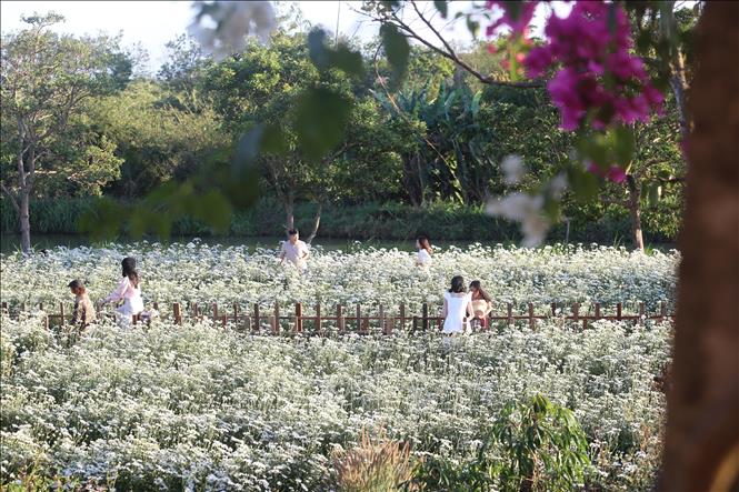 Vườn cúc họa mi Mai Châu Garden tại hẻm 227 Ngô Quyền, thành phố Pleiku, tỉnh Gia Lai. Ảnh: Hồng Điệp - TTXVN