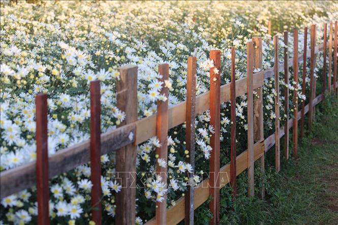 Vườn cúc họa mi Mai Châu Garden tại hẻm 227 Ngô Quyền, thành phố Pleiku, tỉnh Gia Lai. Ảnh: Hồng Điệp - TTXVN