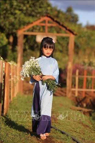 Du khách chụp ảnh tại vườn cúc họa mi Mai Châu Garden tại hẻm 227 Ngô Quyền, thành phố Pleiku, tỉnh Gia Lai. Ảnh: Hồng Điệp - TTXVN