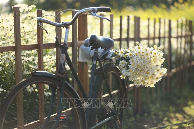 Vườn cúc họa mi Mai Châu Garden tại hẻm 227 Ngô Quyền, thành phố Pleiku, tỉnh Gia Lai. Ảnh: Hồng Điệp - TTXVN