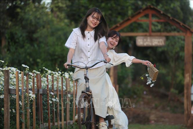 Du khách chụp ảnh tại vườn cúc họa mi Mai Châu Garden tại hẻm 227 Ngô Quyền, thành phố Pleiku, tỉnh Gia Lai. Ảnh: Hồng Điệp - TTXVN