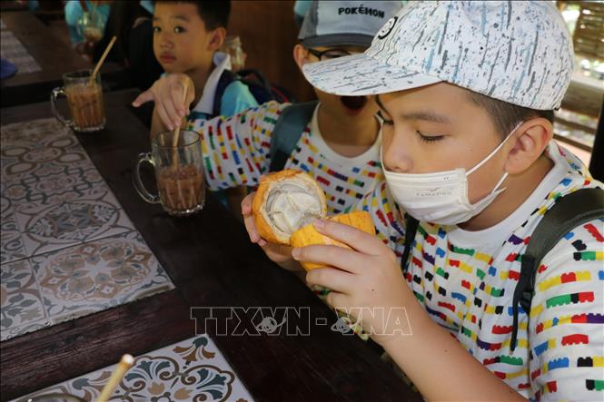Young tourists study ripe cocoa pods. VNA Photo: Minh Hưng 