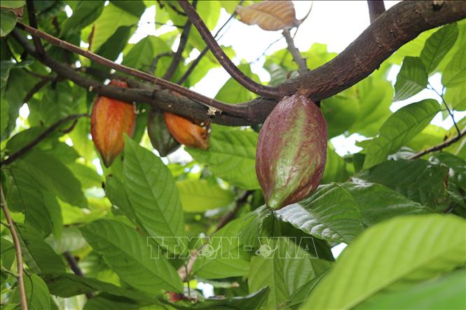 Cocoa pods in the material garden. VNA Photo: Minh Hưng 