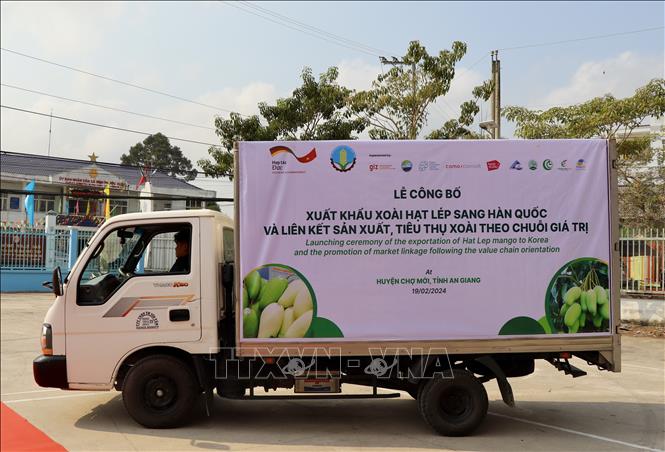 The first batch of mango exported to the RoK. VNA Photo: Thanh Sang