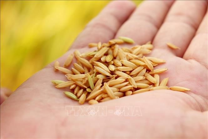 Giống lúa mới OM3 được đánh giá cao, canh tác được các vụ trong năm và các vùng sinh thái nhiễm mặn ở Đồng bằng sông Cửu Long. Mỗi bông lúa giống khoảng 70 - 90 hạt chắc. Ảnh: Thu Hiền - TTXVN