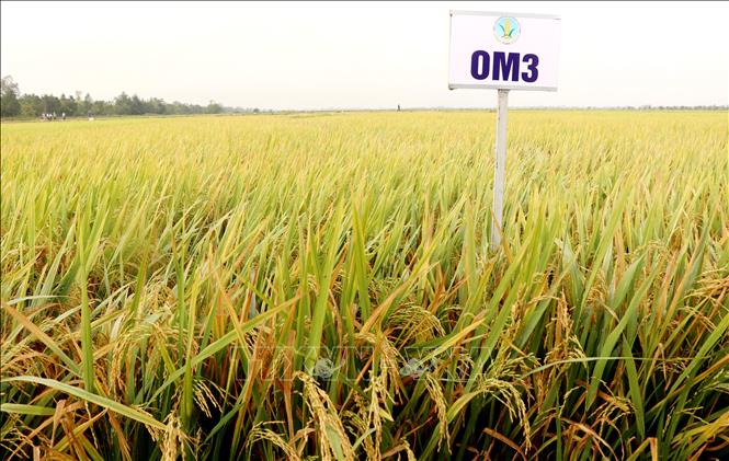 Giống lúa OM3 thuộc nhóm lúa chất lượng cao được Viện Lúa Đồng bằng sông Cửu Long dự kiến sẽ lưu hành và sản xuất trong năm 2024. Ảnh: Thu Hiền - TTXVN