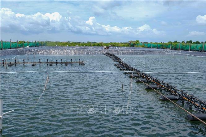 A shrimp farming area using solar energy in Bac Lieu province. VNA Photo: Thanh Liêm