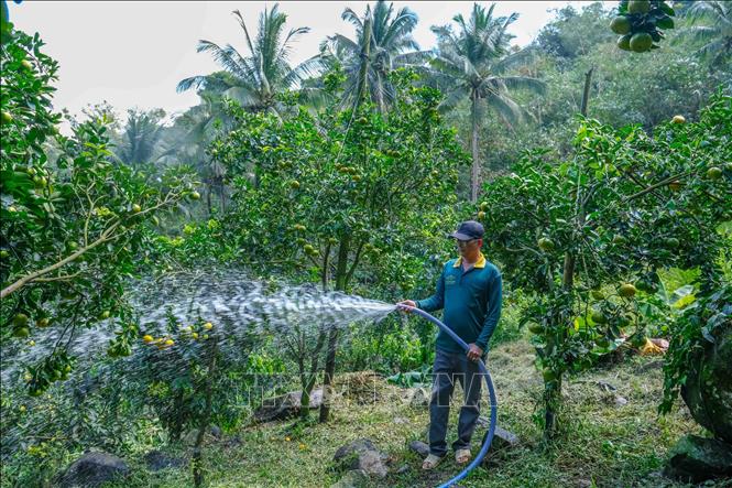 A mandarin grower in An Giang province uses solar energy for running pumps to water the plants. VNA Photo: Thanh Liêm