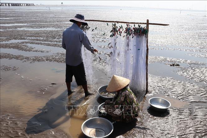 Ngư dân thu hoạch cá đối đánh bắt trên biển. Ảnh: Minh Trí - TTXVN