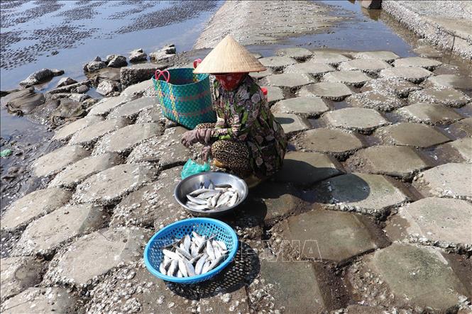 Bày bán cá đối tươi ngay trên bãi biển. Ảnh: Minh Trí - TTXVN