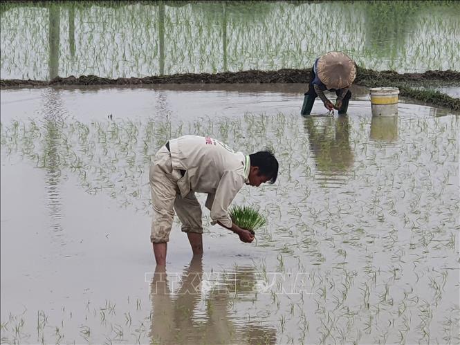 Nông dân xã Quất Lưu, huyện Bình Xuyên, tỉnh Vĩnh Phúc đang cấy lúa Xuân.  Ảnh: Nguyễn Trọng Lịch- TTXVN