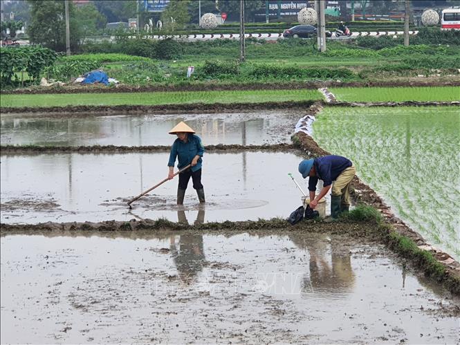 Nông dân xã Quất Lưu, huyện Bình Xuyên, tỉnh Vĩnh Phúc đắp bờ, san gạt mặt ruộng để cấy lúa Xuân. Ảnh: Nguyễn Trọng Lịch- TTXVN