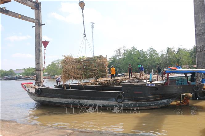 Thương lái cân mía nguyên liệu tại Công ty cổ phần mía đường Sóc Trăng. Ảnh: Tuấn Phi - TTXVN
