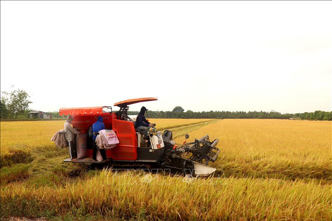 Người dân thu hoạch lúa ở huyện Cờ Đỏ ngày 21/2/2024. Ảnh: Thu Hiền - TTXVN