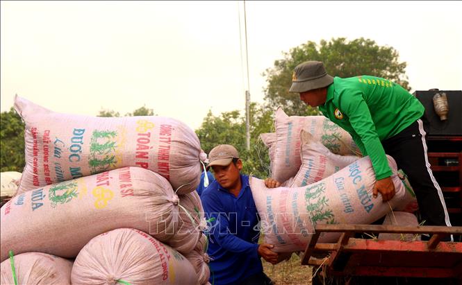Lúa tươi được thương lái thu mua tại ruộng. Ảnh: Thu Hiền - TTXVN