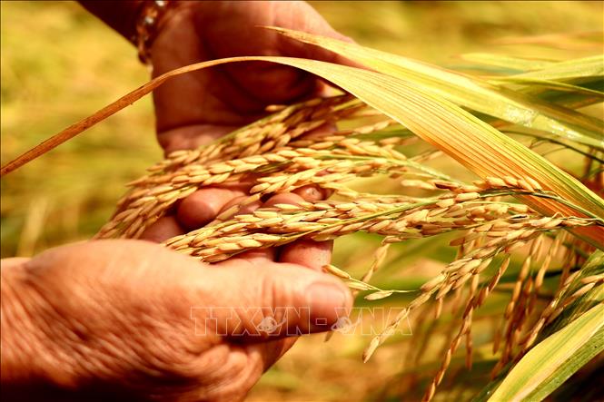Lúa đẹp, trúng mùa với năng suất cao hơn cùng kỳ năm ngoái. Ảnh: Thu Hiền - TTXVN
