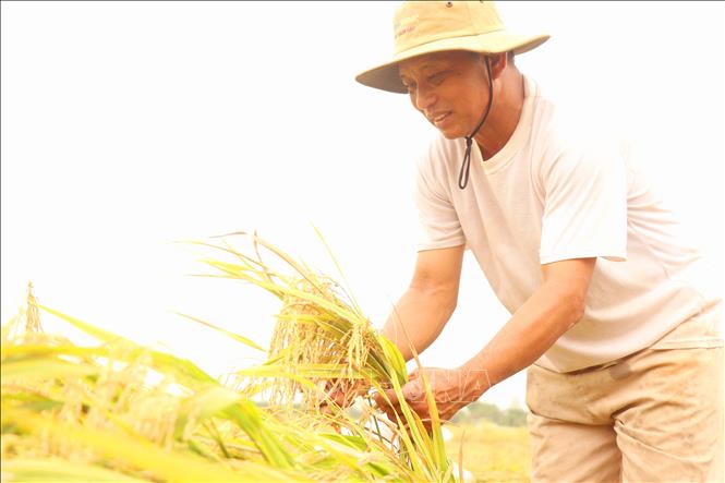 Ông Nguyễn Văn Bùi (xã Trưng Hưng, huyện Cờ Đỏ) thu hoạch lúa Đài Thơm 8 với giá 8.000 đồng/kg.  Ảnh: Thu Hiền - TTXVN